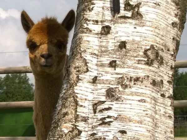 alpaca bij boom